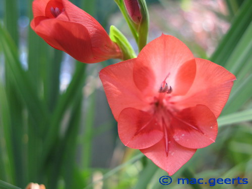 Gladiolus flanaganii