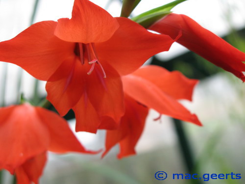 Gladiolus_ramosus_Robinetta